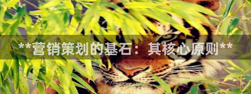 必赢手机app下载抢红包